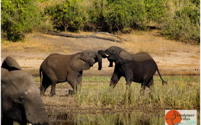 Sandpiper Villas Chobe