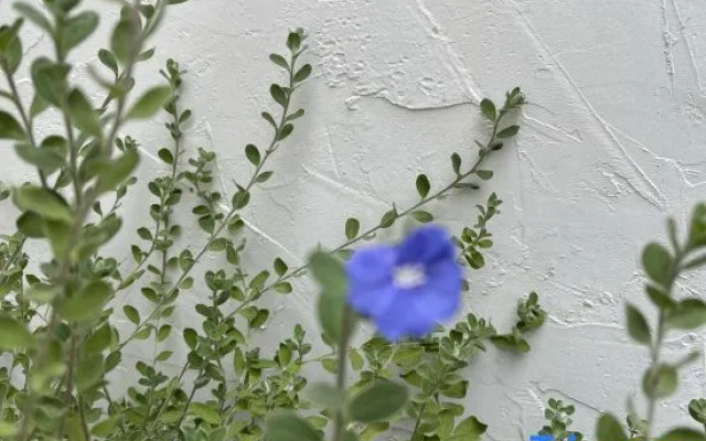 Zhaoqing Chidu Homestay