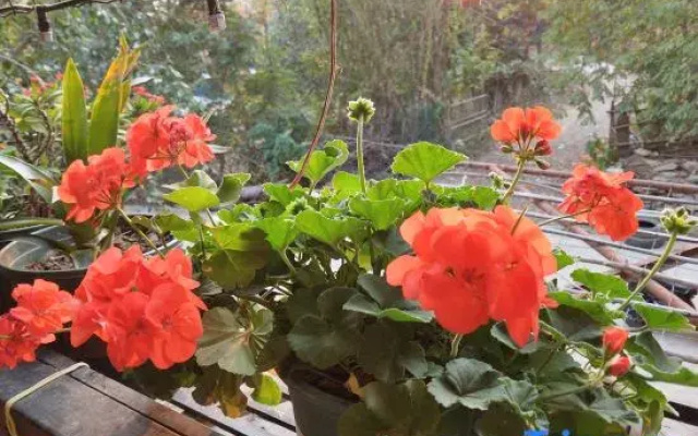 Yuan Zili Homestay