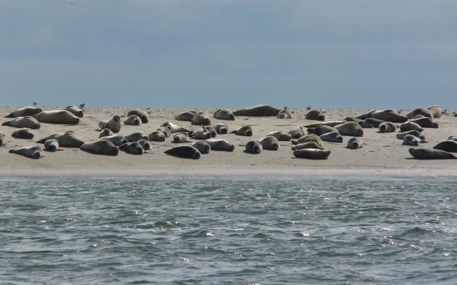 Fanø bad Ferielejligheder