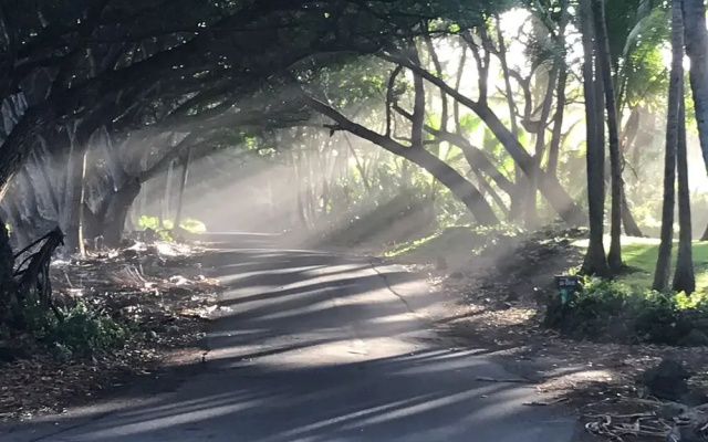 Sweet Spot Stay - Tikis and Treetops