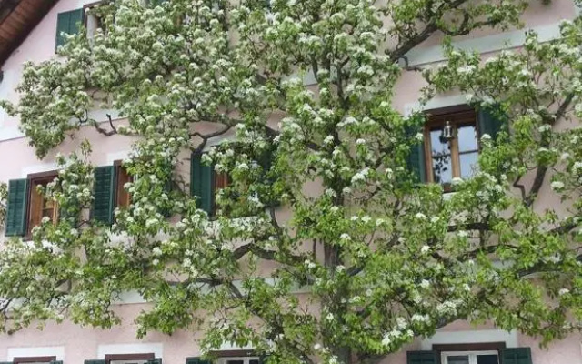 Apartment Luise