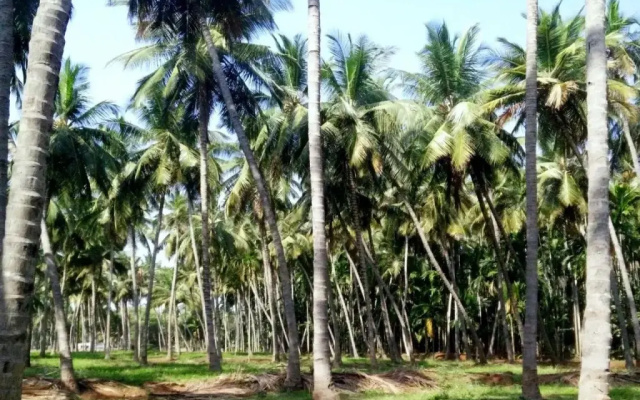 Cloud 9 Stays - Mettupalayam