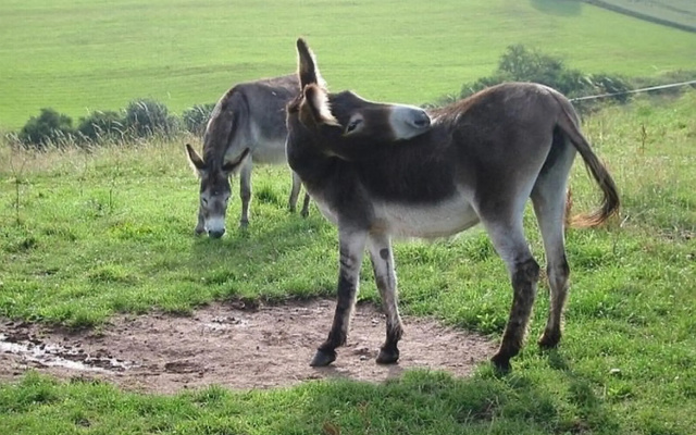 Feriendorf Reinskopf in der Eifel
