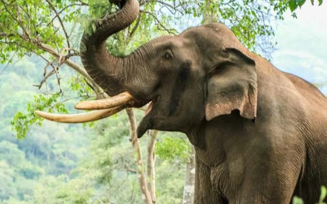 Kerala Wild Stay
