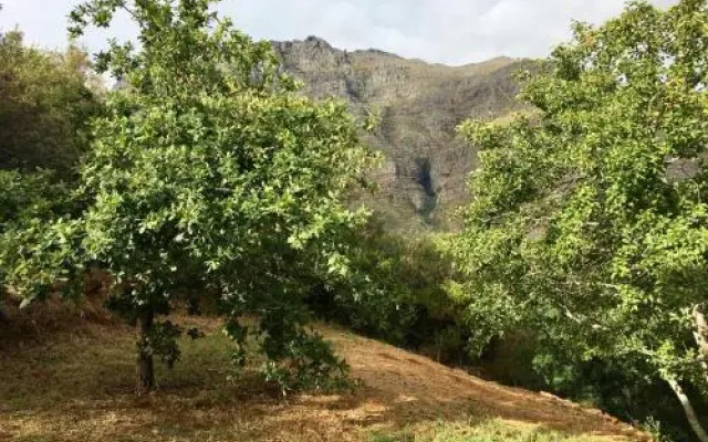 Stark Conde Wine Estate