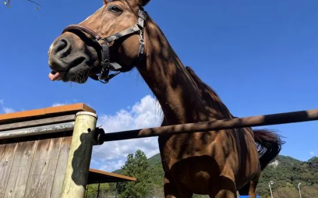 Lovely Horse Villa