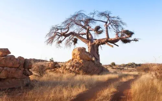 Tuli Game Reserve - Pride Rock Camp