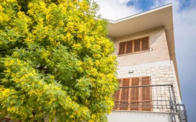La Mimosa