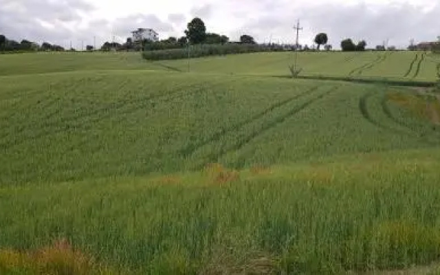 Il Vecchio Pioppo