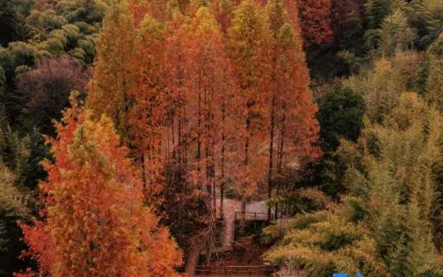 Yunqiju · Moganshan Guesthouse (Firefly Base)
