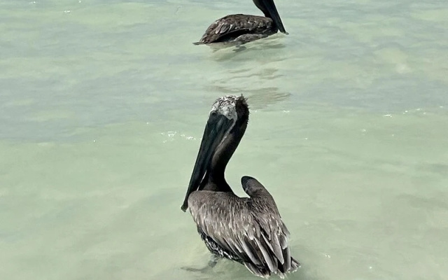 Beach Club Escape Holbox