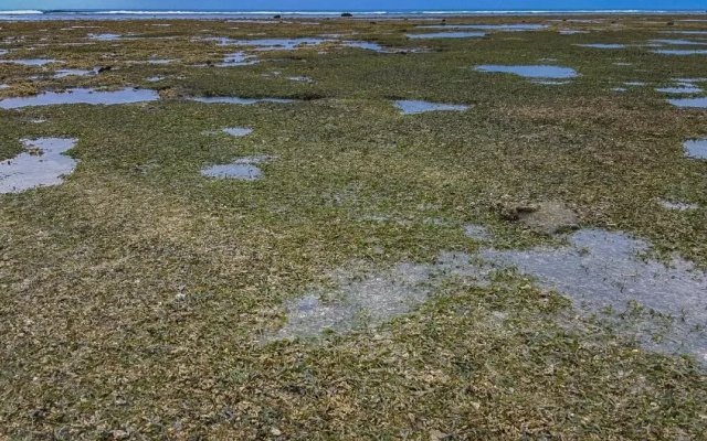 The Reef 077