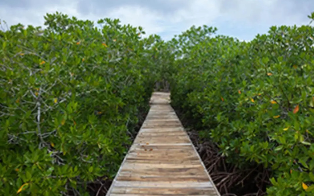 Isla Madre Selva