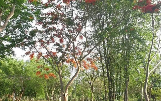 Suan Phueng Pa Wai Resort