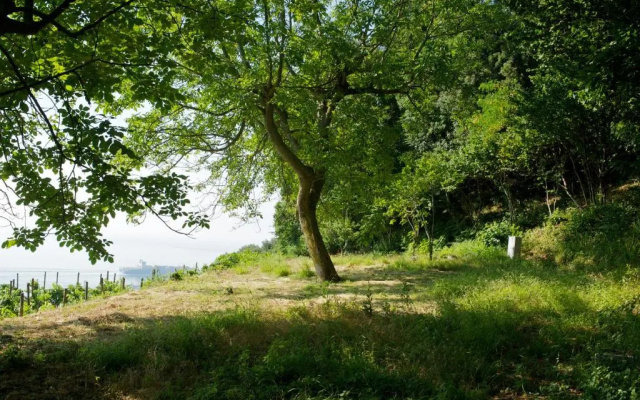 Sopra il Limoneto