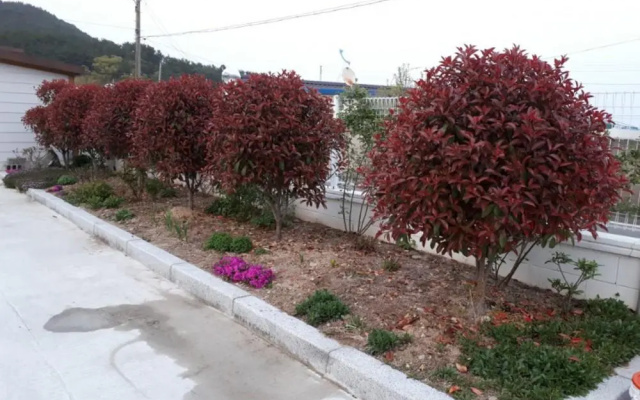 Pohang Wolpo Seagulls Pension