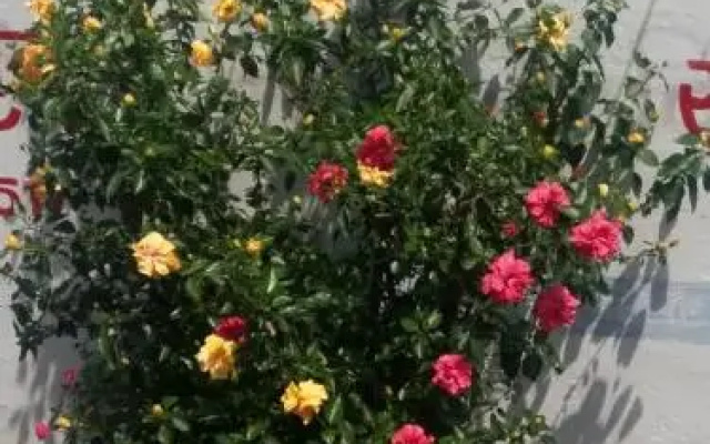 Sarvodaya Vishram Griha (Amarkantak)