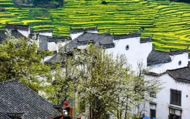 Yishan Jumeisu, Wuyuan, Wuling
