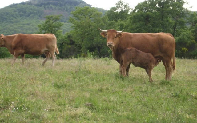 Agriturismo Fattoria Caldesoni