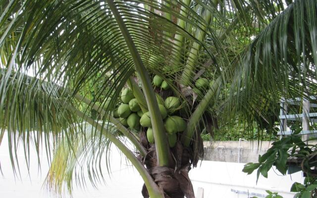 Blue Coconut Cancun 2