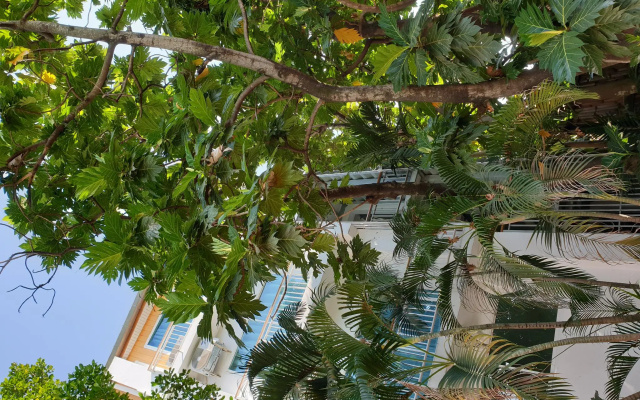 Breadfruit