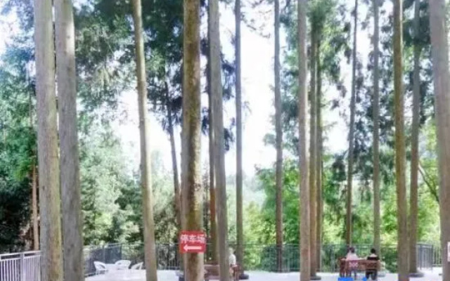 Shizhulinyoujubishushanzhuang