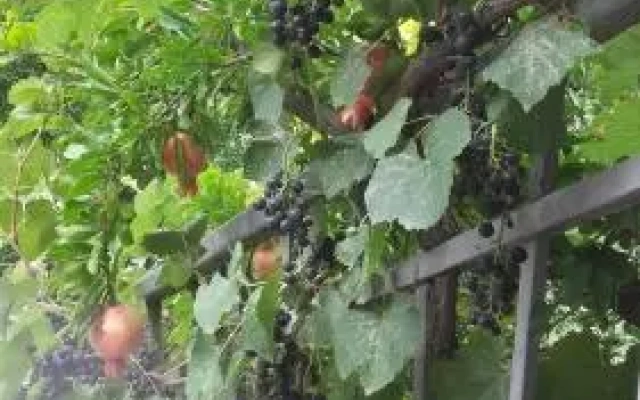 Summer Garden