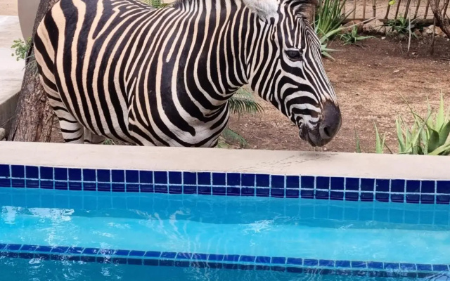 The Aloes Bush Lodge