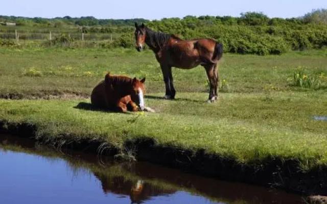 Le Lys des Sables