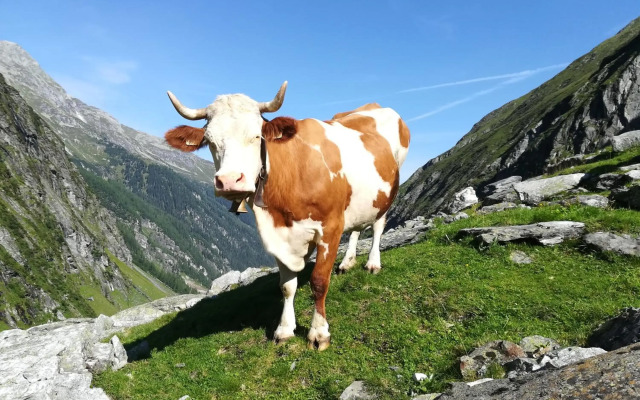 Mösenlehen