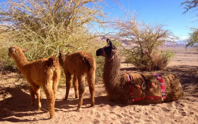 Atacama Loft & Glamp