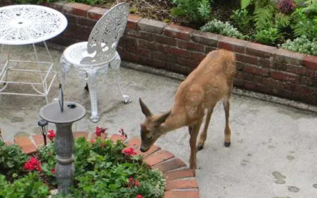 Caprice Bed And Breakfast