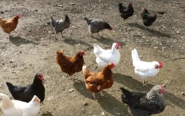 Accessible Friendly Farm Stay