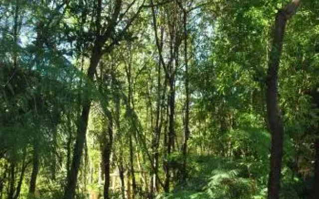 Chucao Bosque y Cabañas