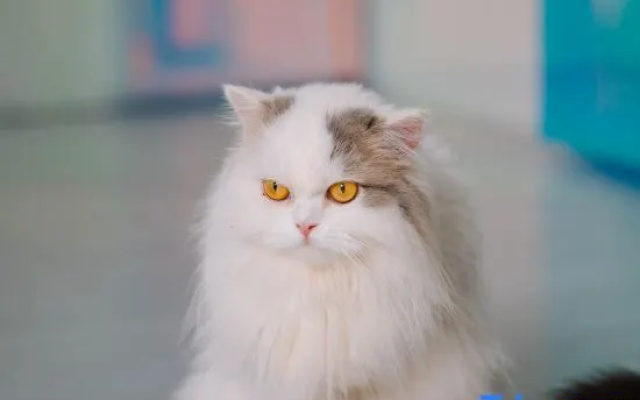 Meow+ Cat Cafe & Hotel