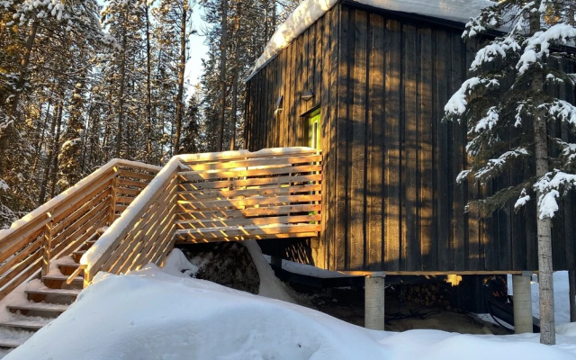 Yukon Black Spruce