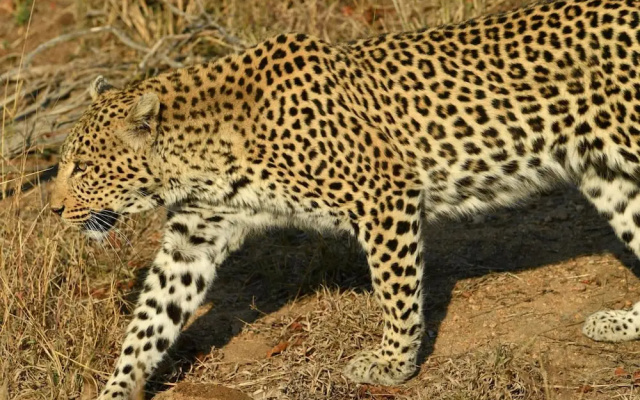 Bona Ngwenya Lodge