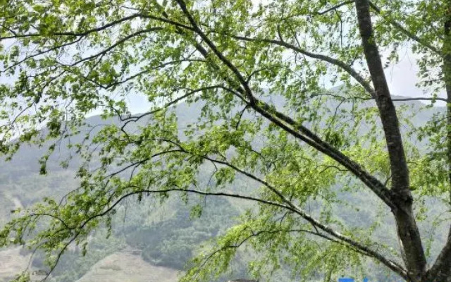 Longji Rice Terraces Xinyun Homestay