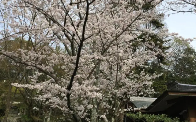 Ryokan Uemura