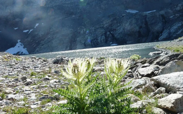 Le Perce Neige