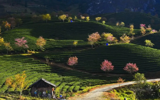 Sapa Dao Homestay