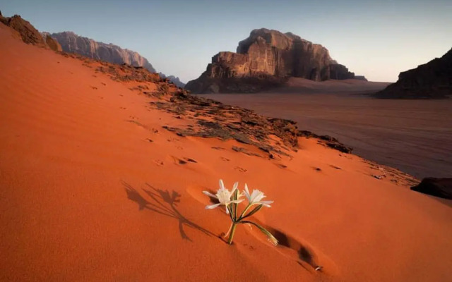Desert Lovers Camp