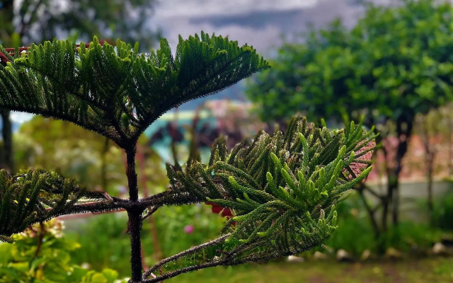 Solan Retreat
