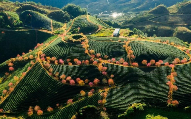 Sapa Dao Homestay
