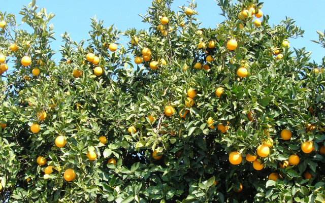 Maros Spitaki in Varipetro