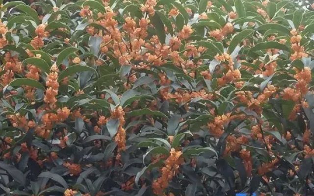 Xuanlan Xiaozhu Holiday Hostel