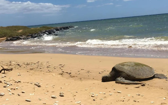 Aloha WAI2
