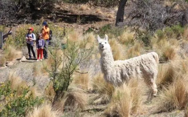 Tierra Merlina