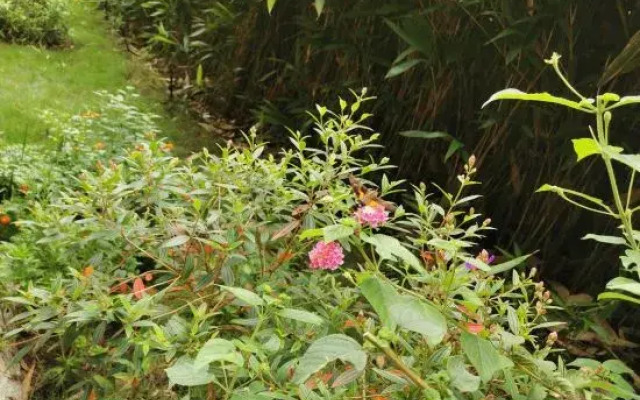 Dielianhua Guesthouse